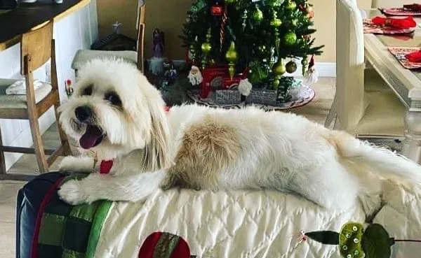 Lost dog in Miami, FL, 33173