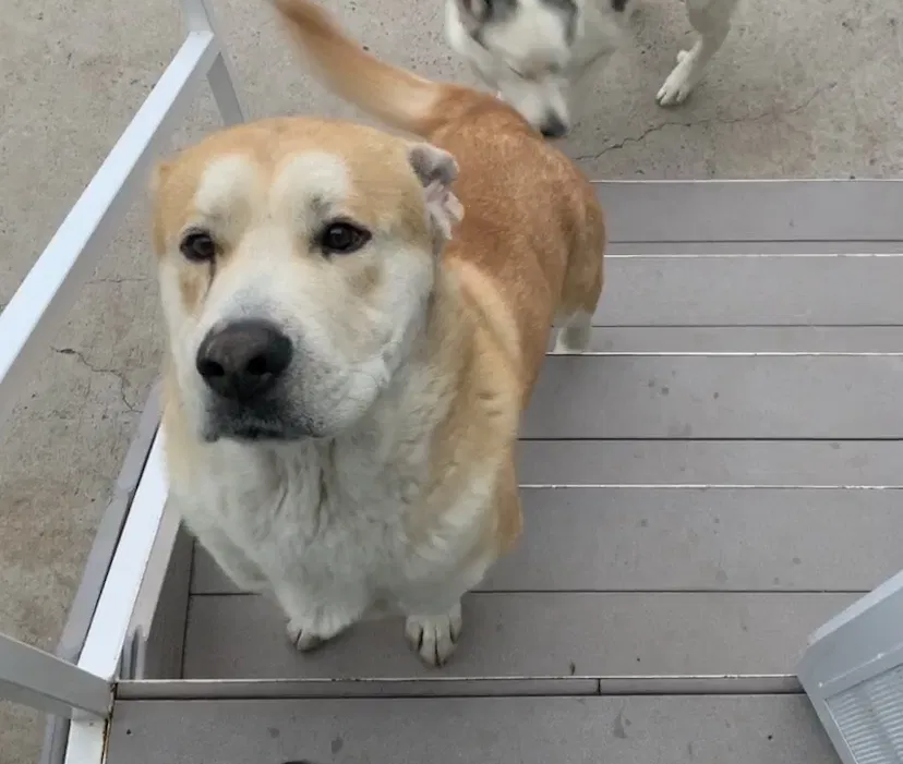 Lost dog in Albuquerque, NM, 87121