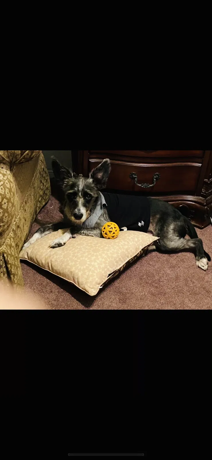 Lost dog in Houston, TX, 77089