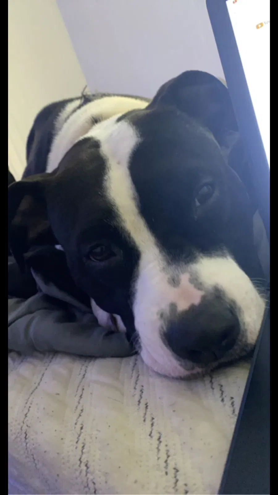 Lost dog in Forest Park, GA, 30297