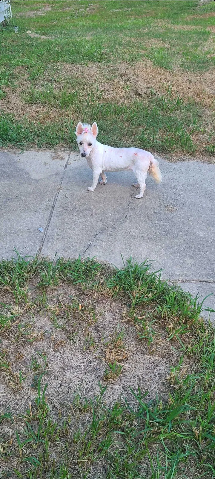 Lost dog in Columbia, SC, 29223