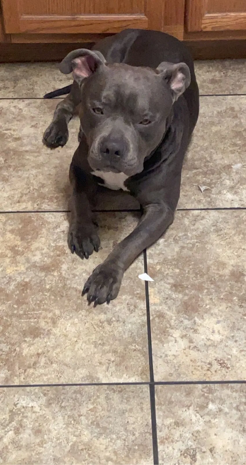 Lost dog in Colorado Springs, CO, 80907