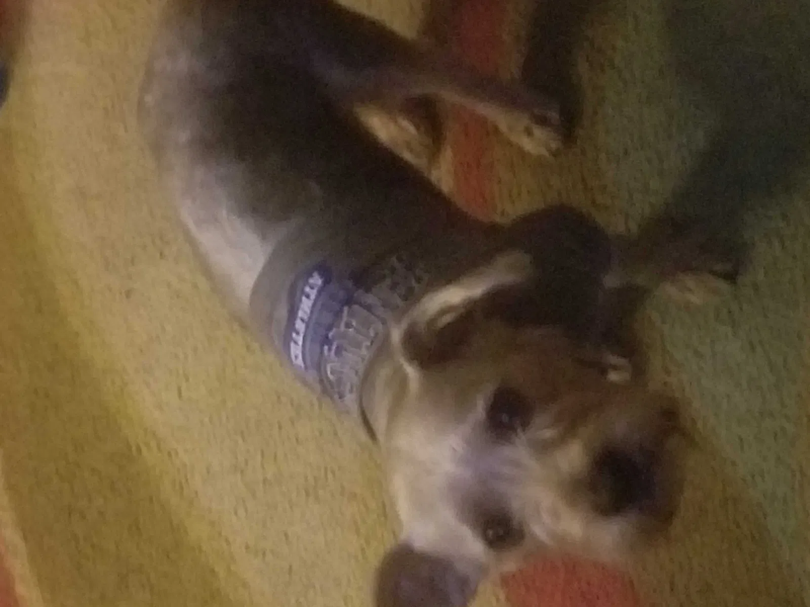 Lost dog in Hampton, VA, 23666