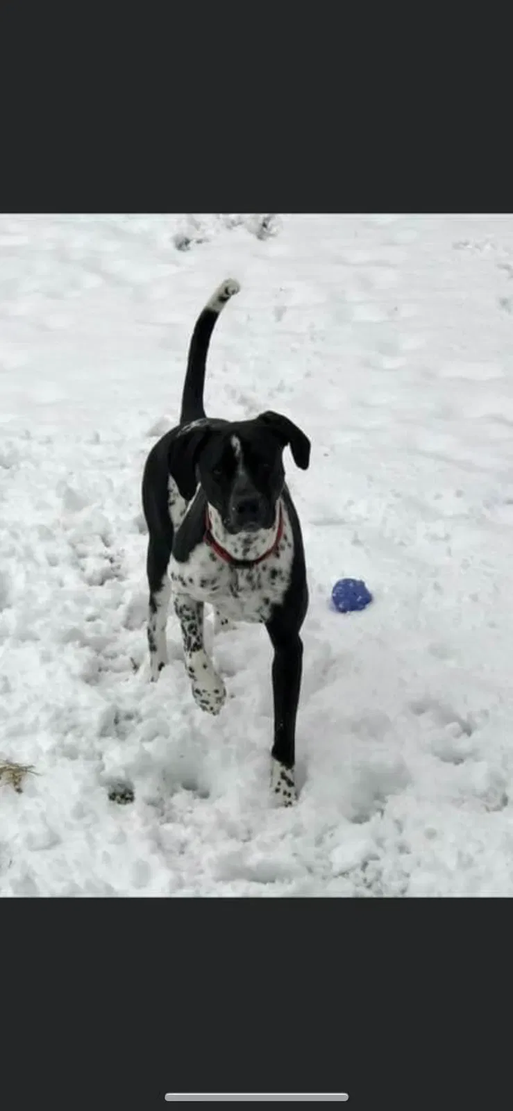 Lost dog in Pleasant Grove, UT, 84062