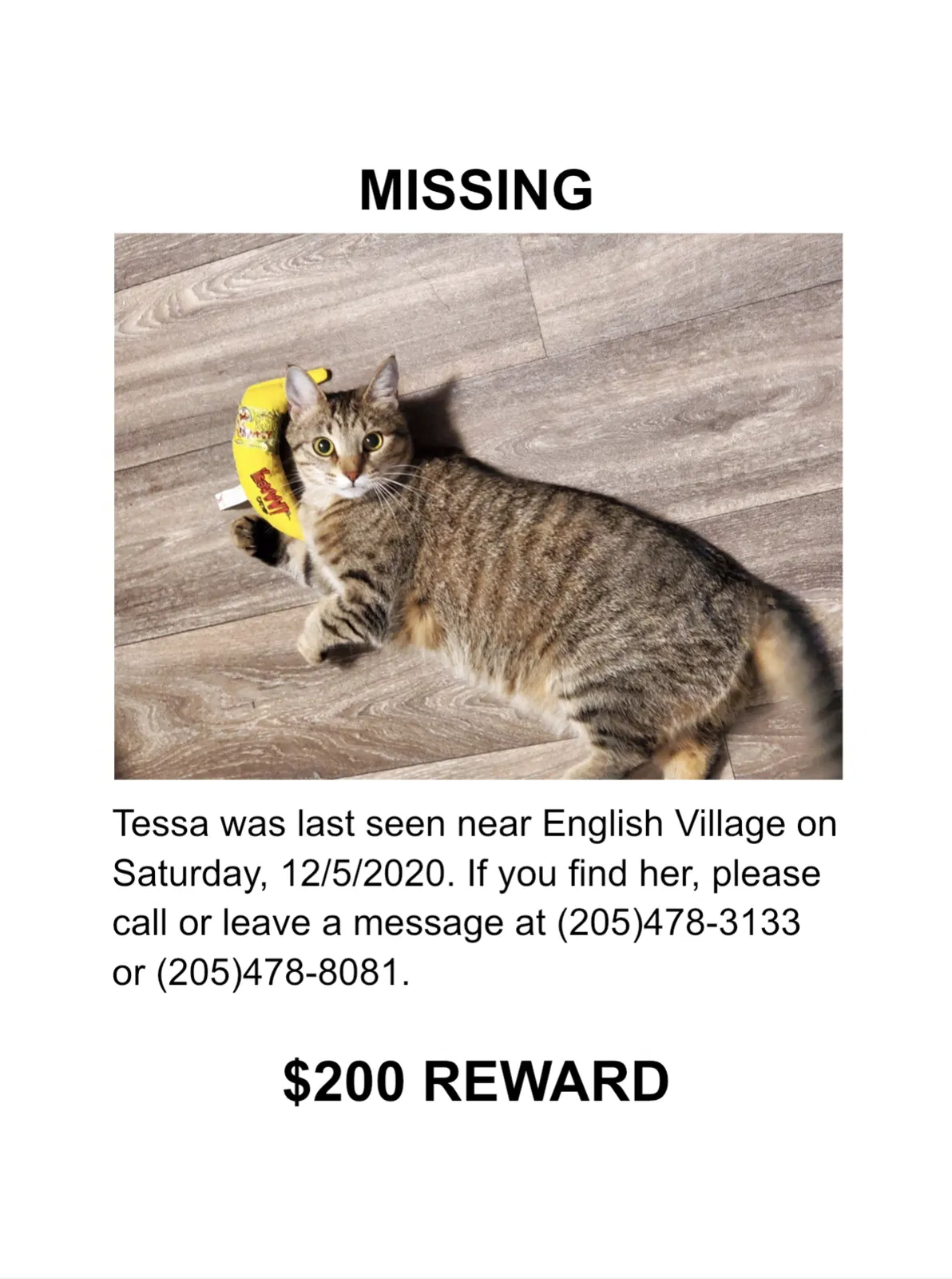Lost cat in Birmingham, AL, 35223