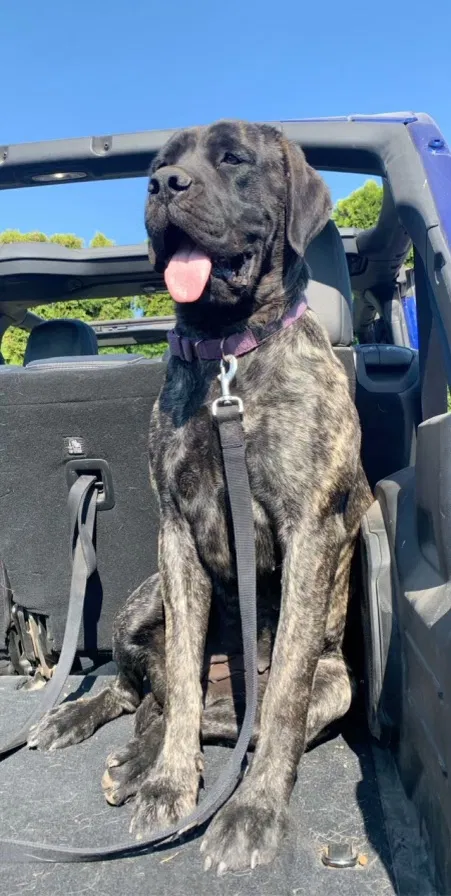 Lost dog in Aurora, OR, 97002