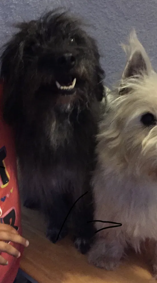 Lost dog in Riverside, CA, 92501