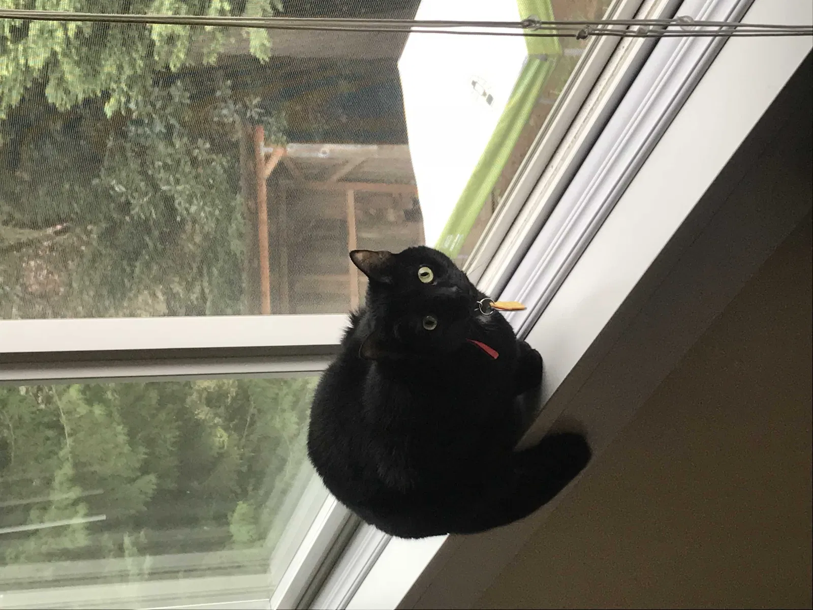 Lost cat in Garden Grove, CA, 92840