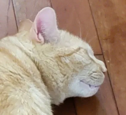 Lost cat in Bronx, NY, 10464