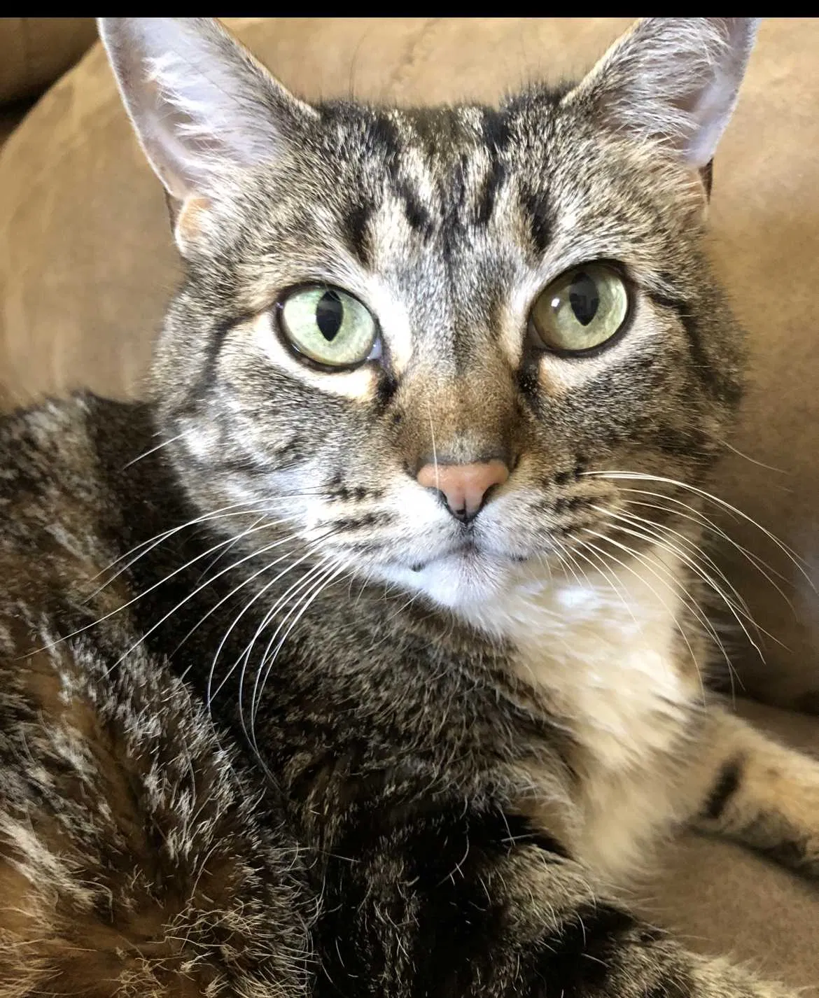 Lost cat in Albuquerque, NM, 87113