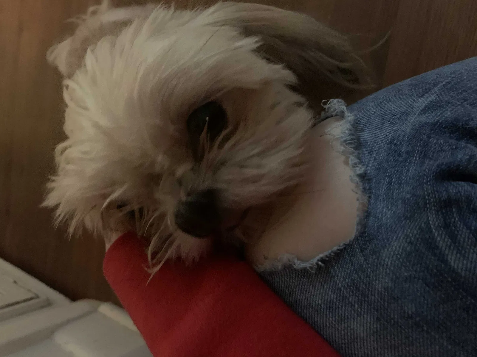 Lost dog in Lexington, SC, 29072