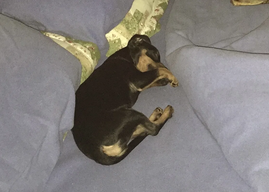 Lost dog in Fountain Inn, SC, 29644
