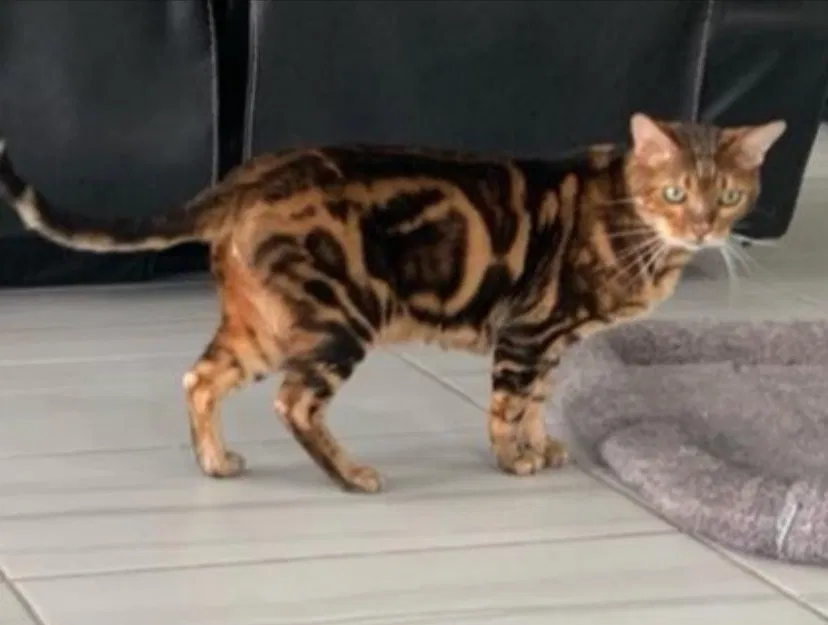 Lost cat in Houston, TX, 77064