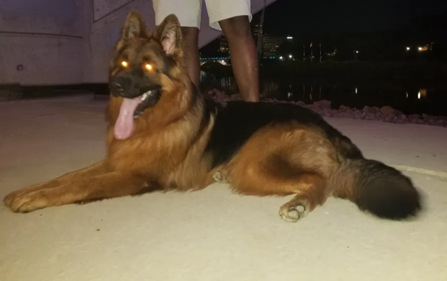 Lost dog in Columbus, OH, 43223