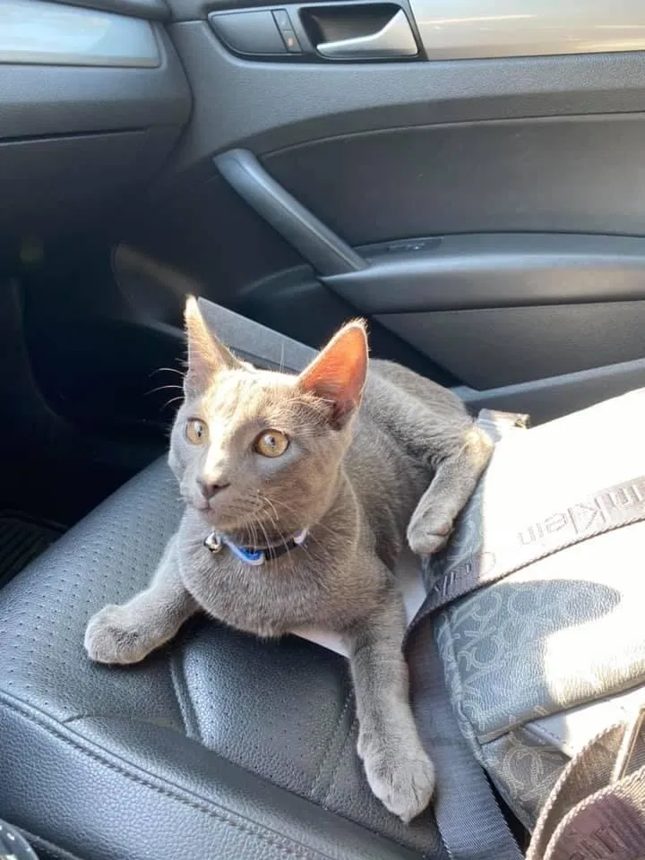 Lost cat in Sacramento, CA, 95821