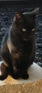 Lost cat in Vallejo, CA, 94590
