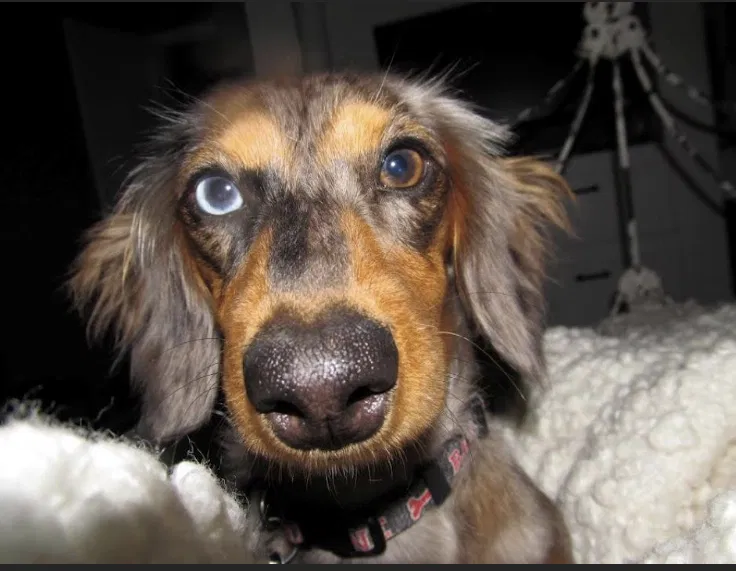 Lost dog in Van Nuys, CA, 91405