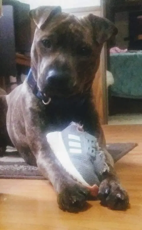 Lost dog in Morristown, TN, 37813