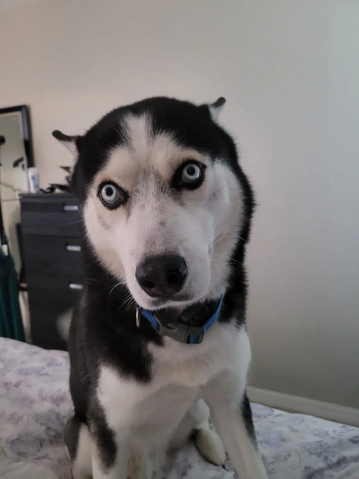 Lost dog in Orlando, FL, 32826