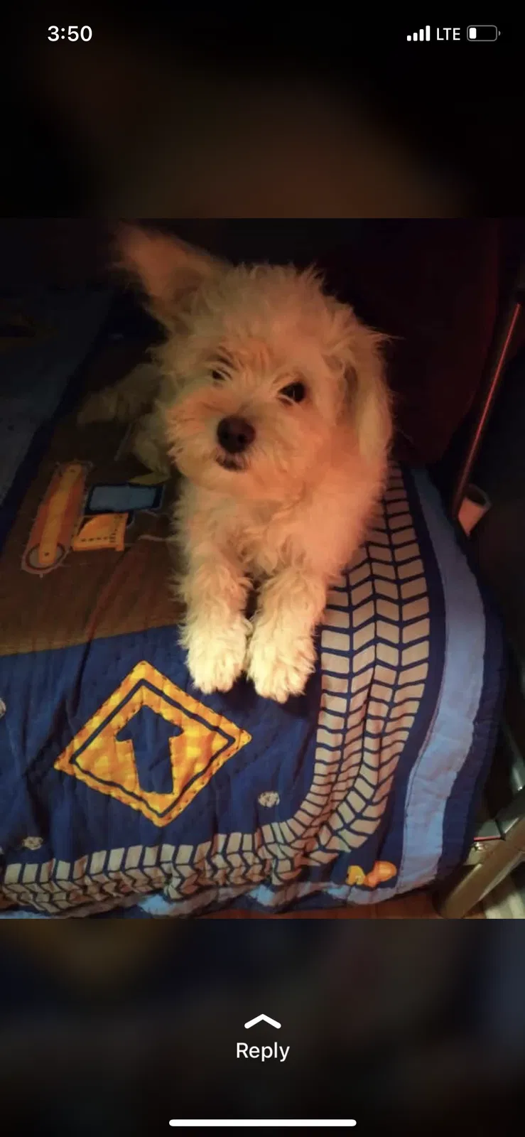 Lost dog in Lillington, NC, 27546