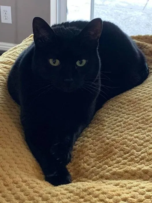 Lost cat in Palm Bay, FL, 32909