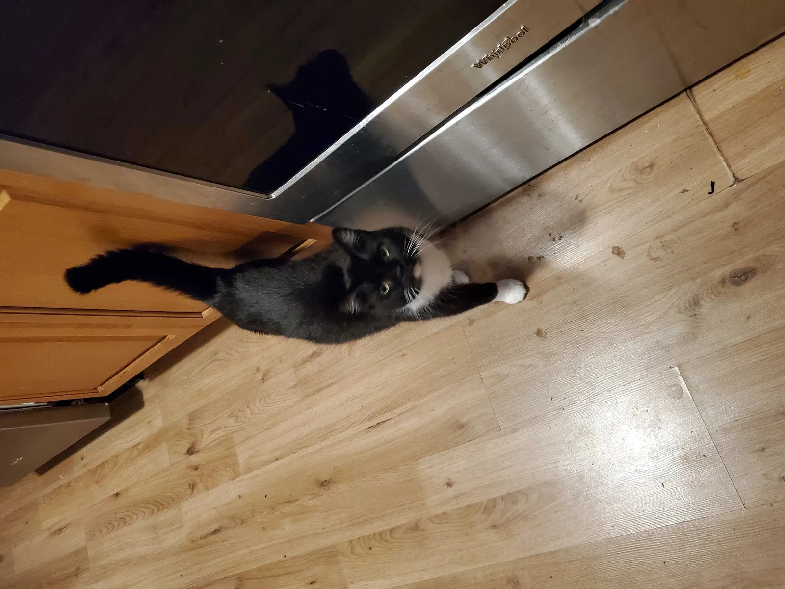 Lost cat in Columbus, OH, 43229