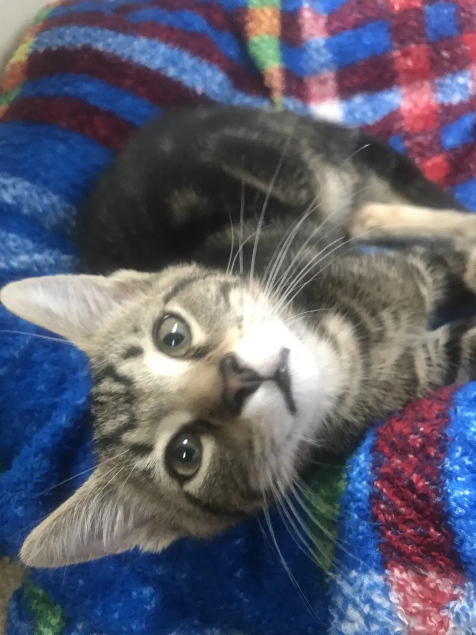 Lost cat in Baltimore, MD, 21229