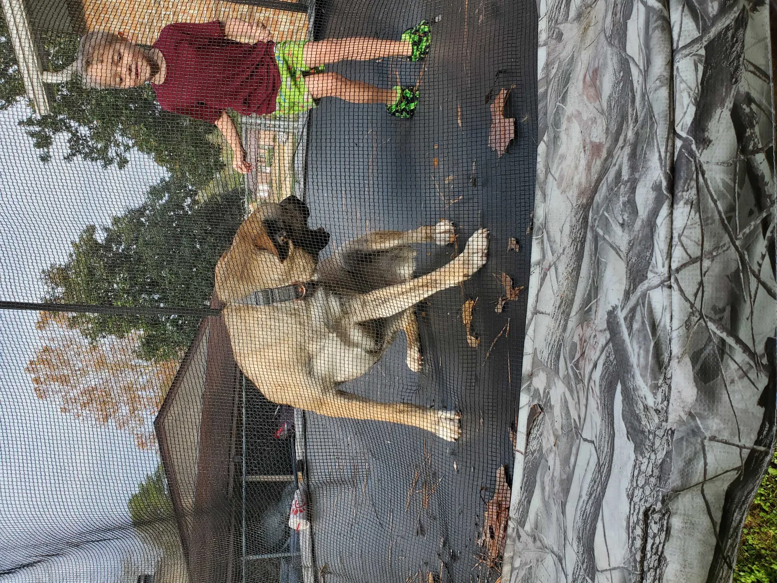 Lost dog in Rossville, GA, 30741