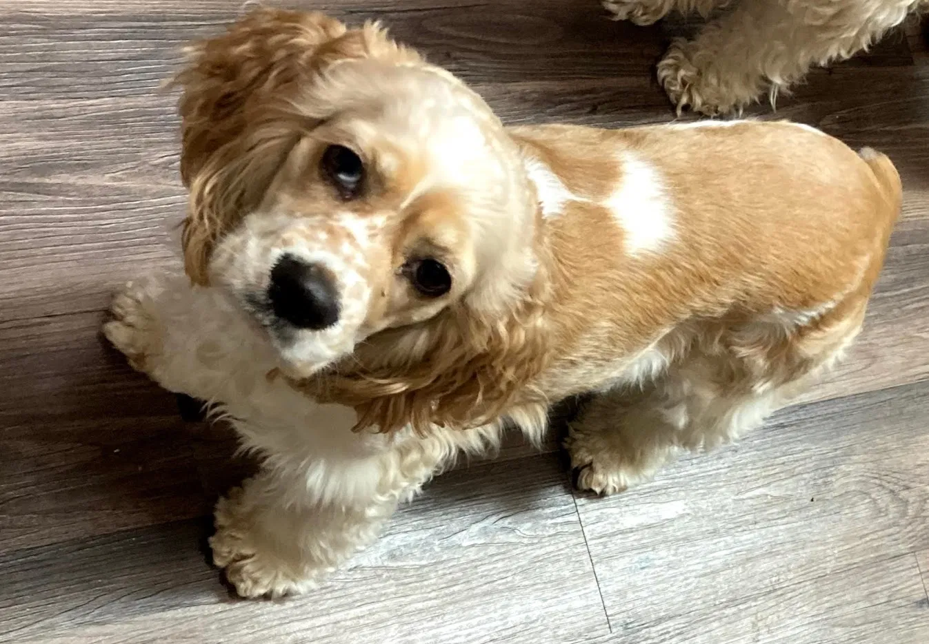 Lost dog in Dalton, GA, 30720