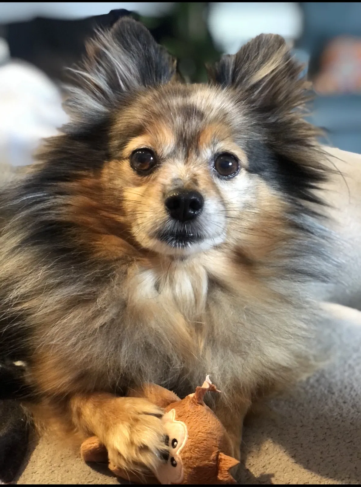 Lost dog in Lexington, NC, 27295