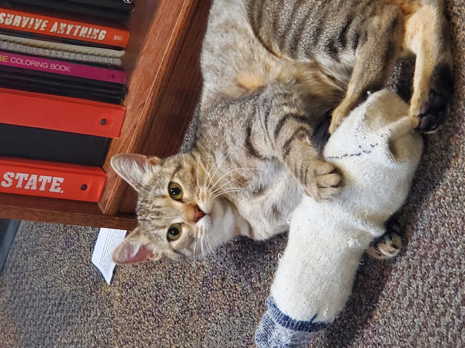 Lost cat in Columbus, MS, 39701