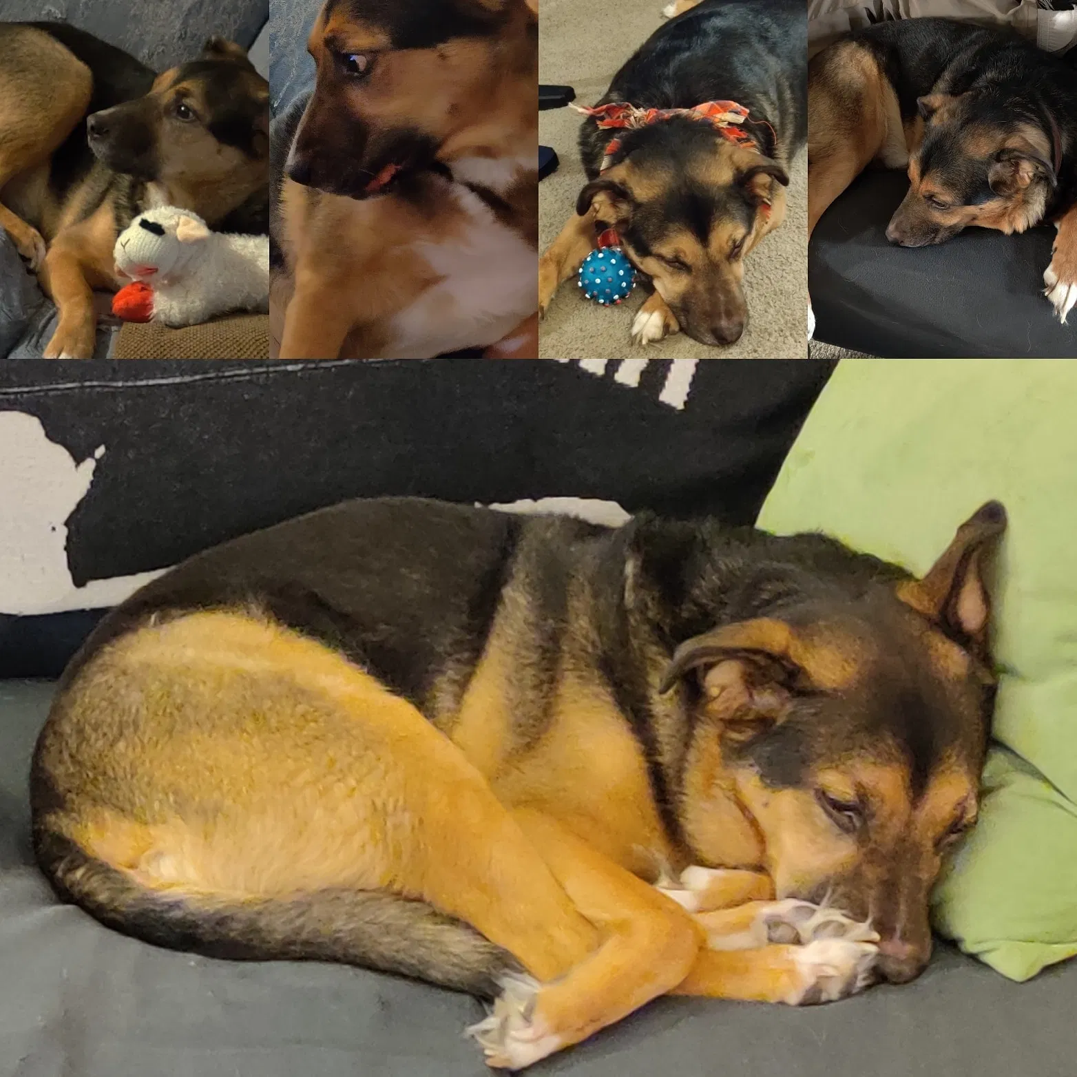 Lost dog in Mount Vernon, WA, 98273