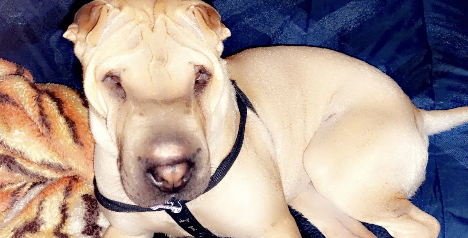 Lost dog in Lubbock, TX, 79407