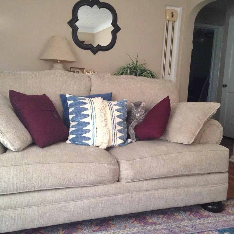 Lost cat in Cleveland, OH, 44121