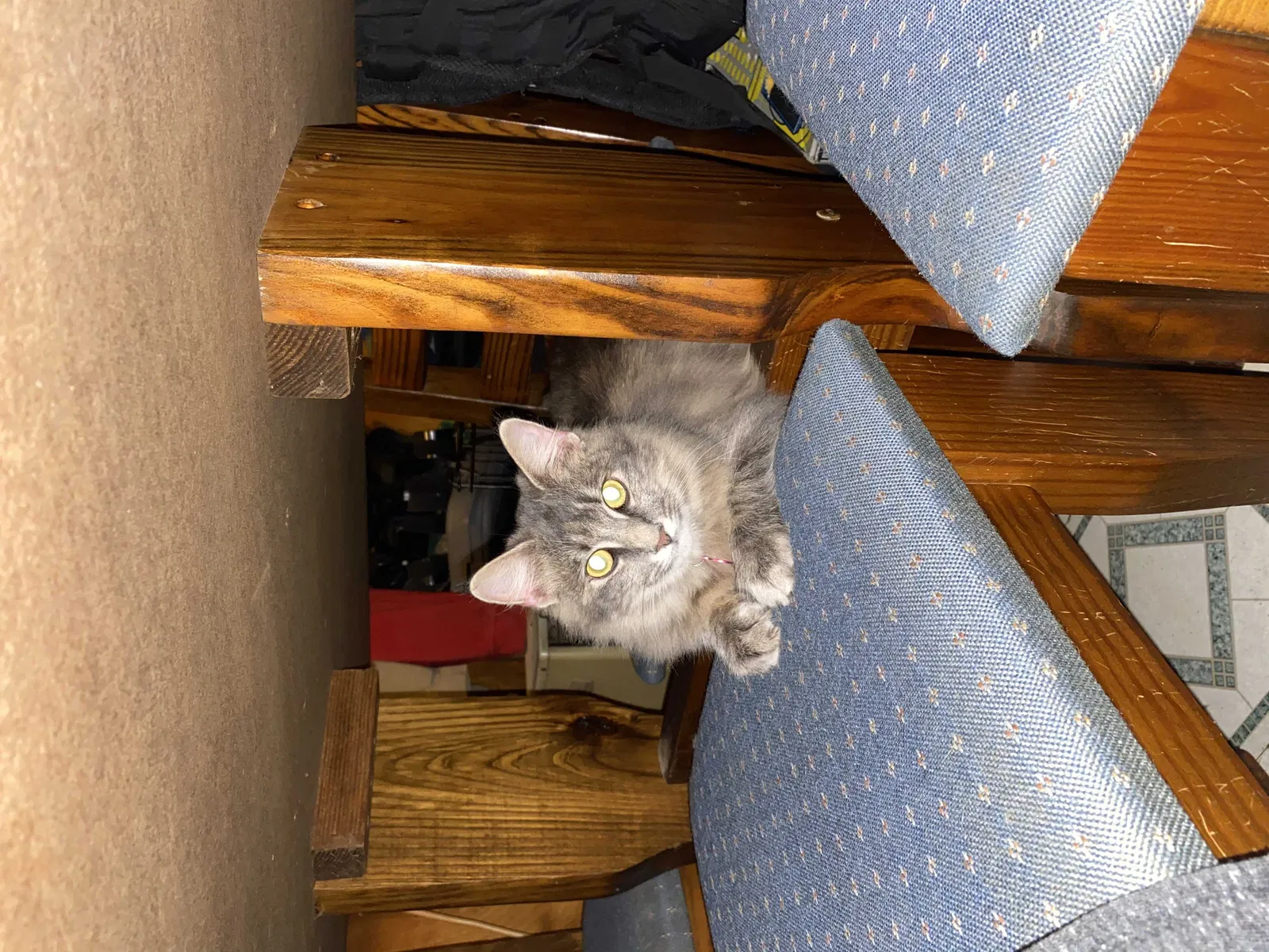 Lost cat in Inman, SC, 29349