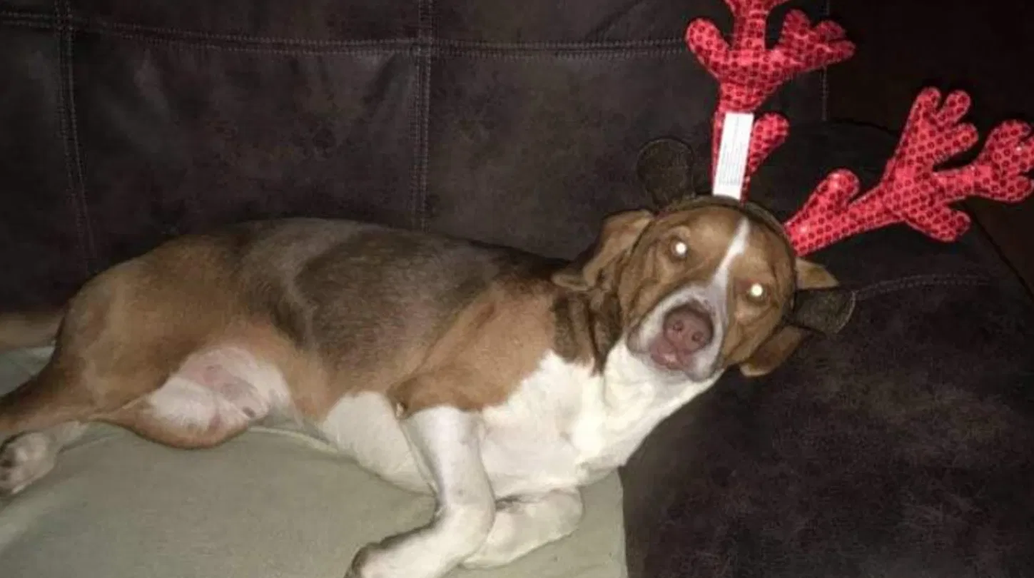 Lost dog in Morgantown, IN, 46160
