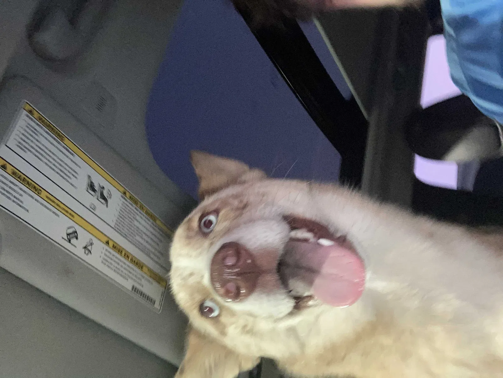 Lost dog in Plainwell, MI, 49080