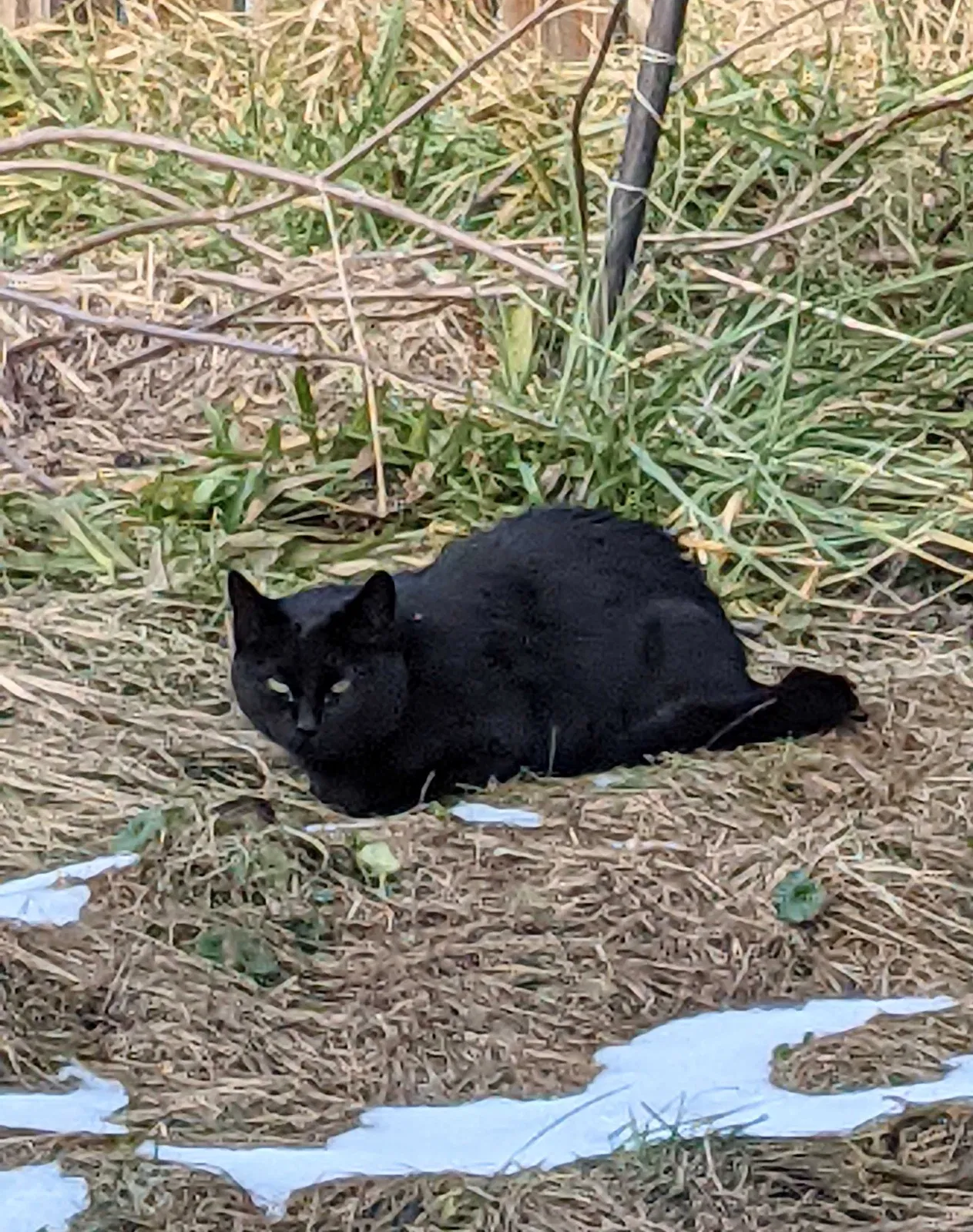 Found cat in Marshall, NC, 28753
