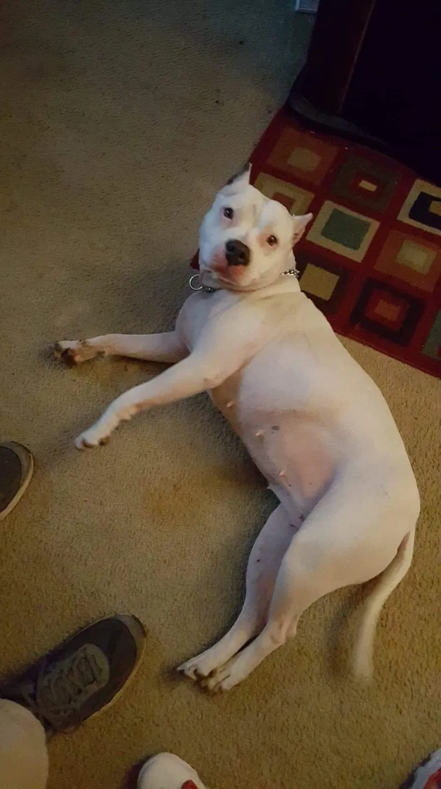 Lost dog in Wichita, KS, 67213