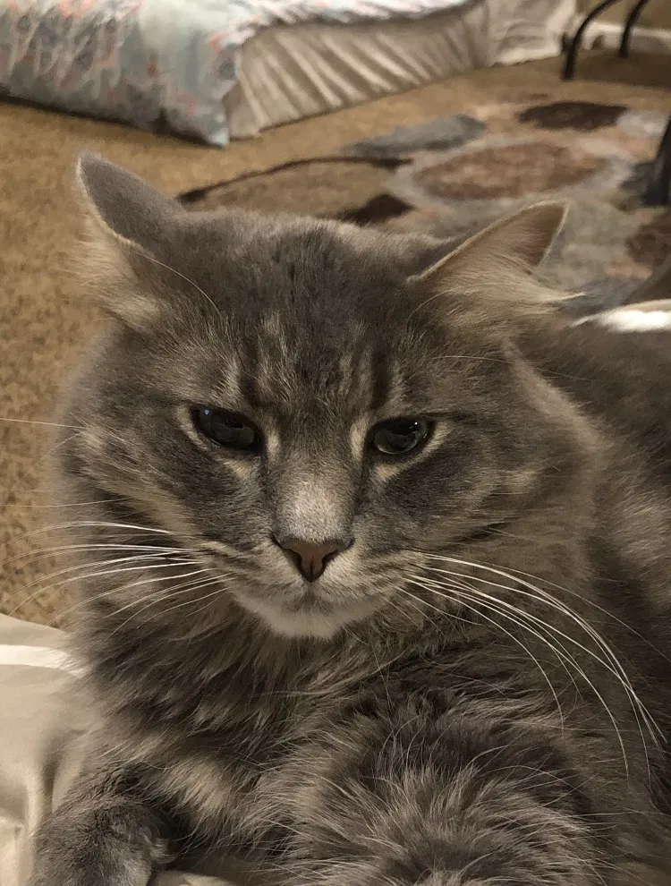 Lost cat in Ortonville, MI, 48462