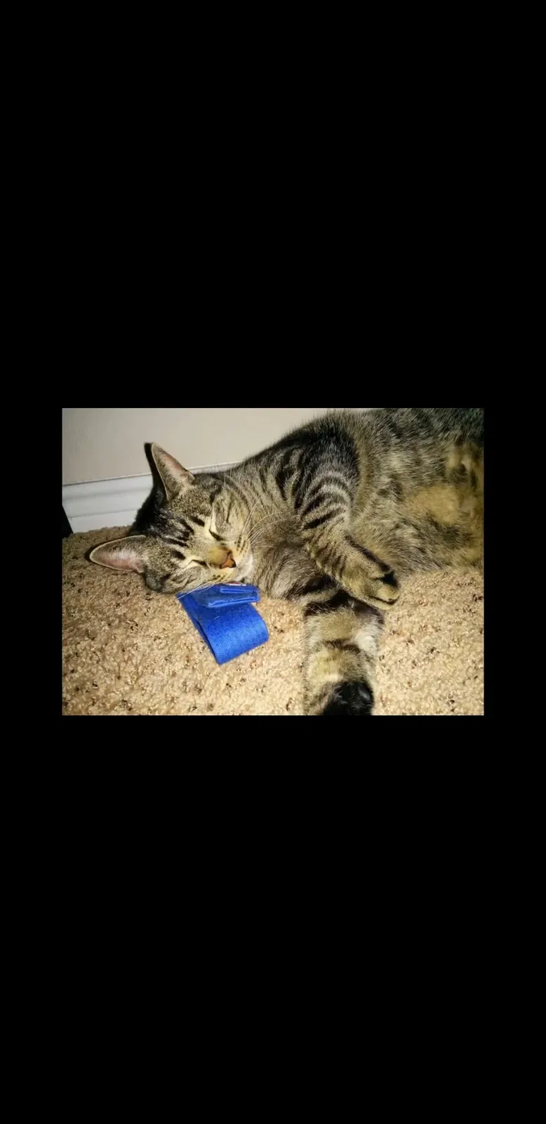 Lost cat in Crowley, TX, 76036