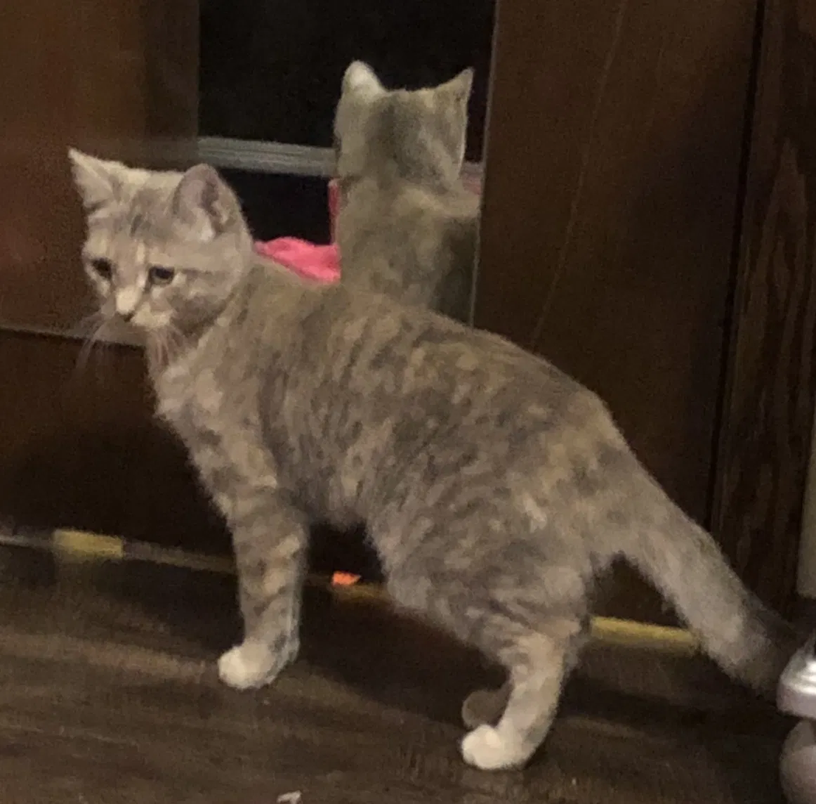 Lost cat in Greendale, WI, 53129