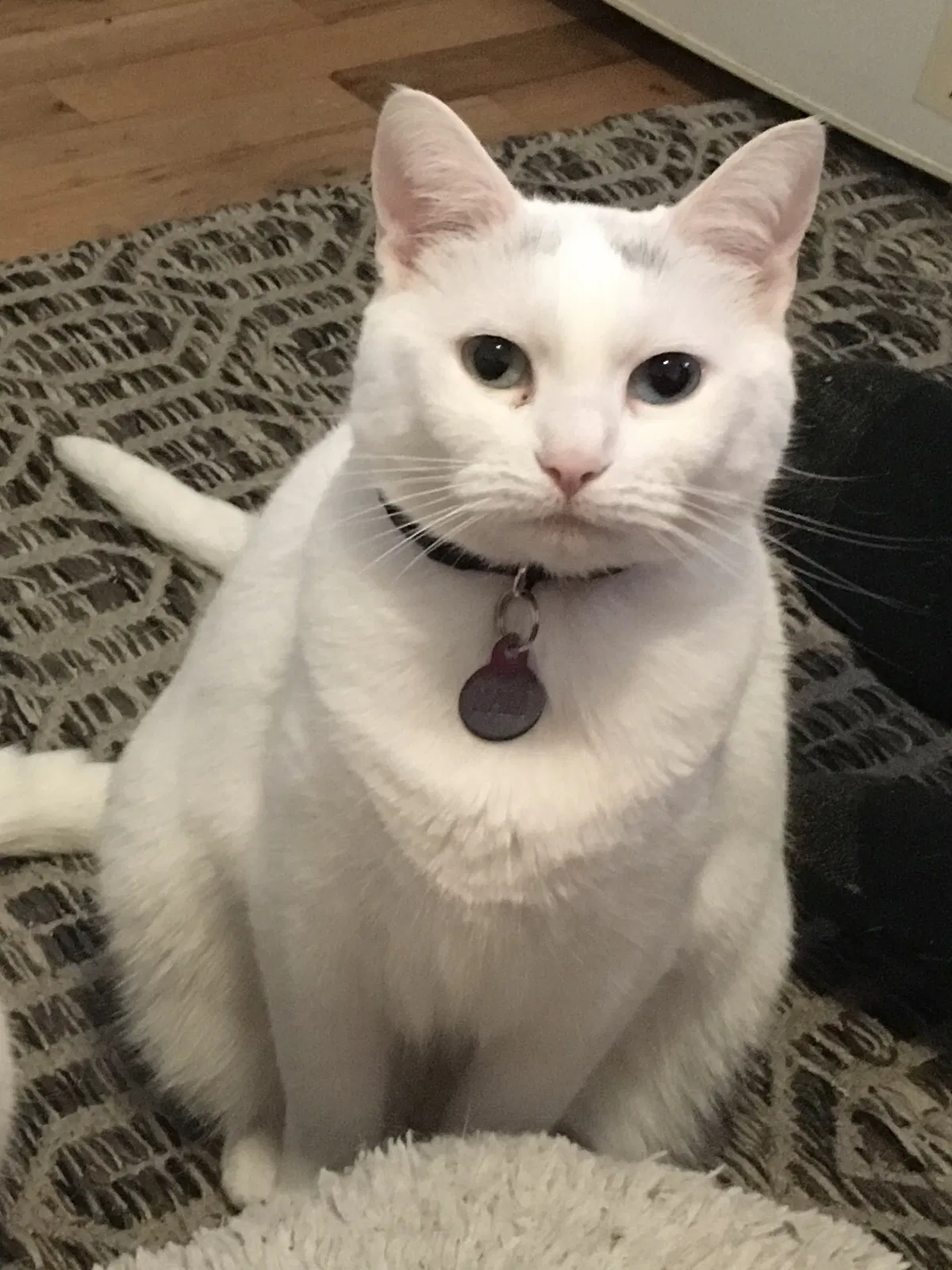 Lost cat in Seattle, WA, 98133