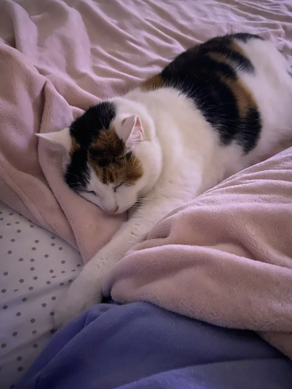 Lost cat in Latrobe, PA, 15650
