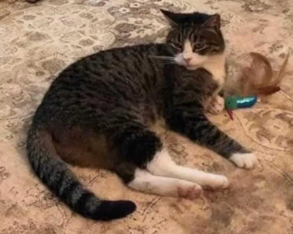 Lost cat in Santa Rosa, CA, 95403