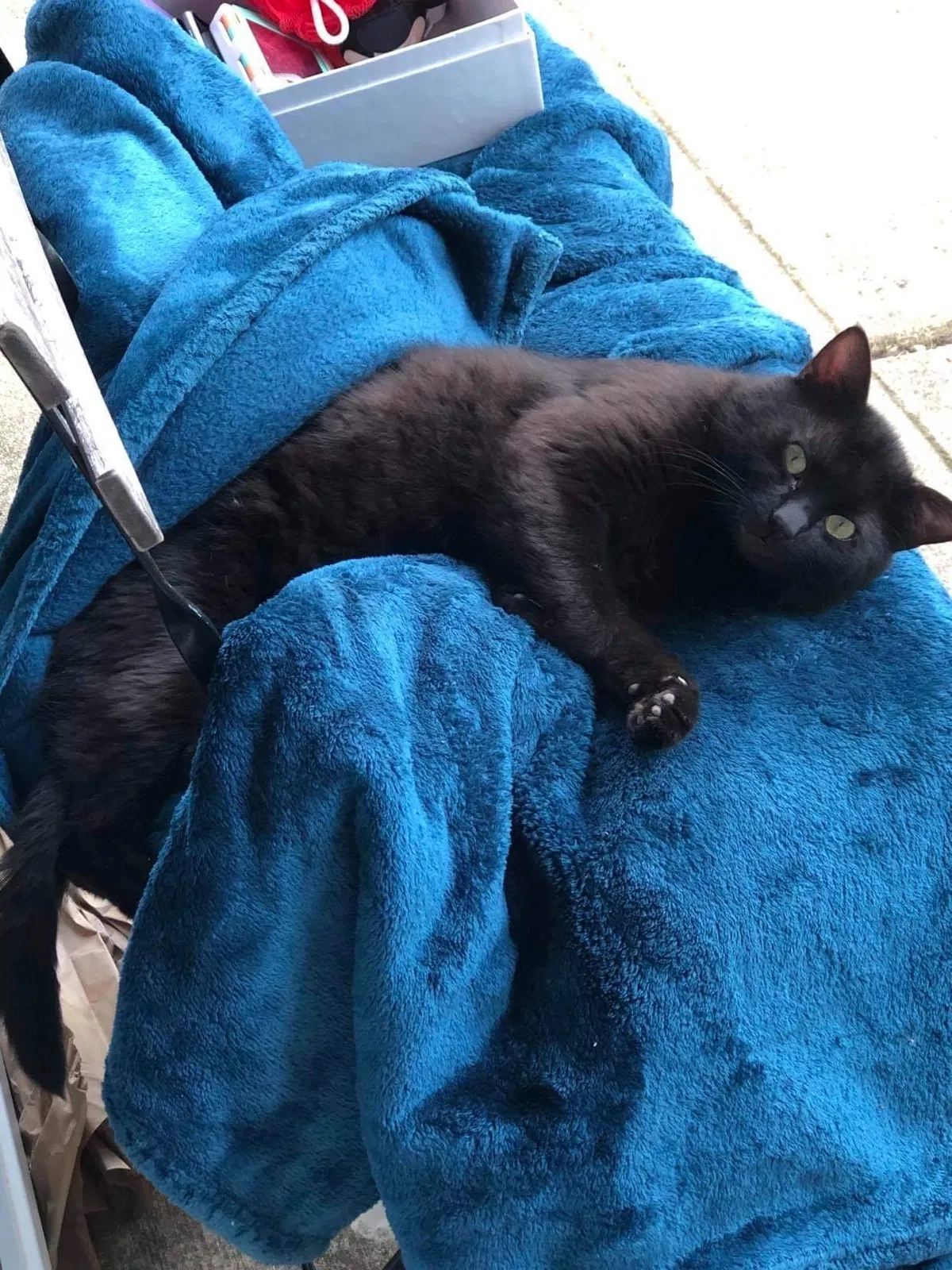Lost cat in Hanover Park, IL, 60133