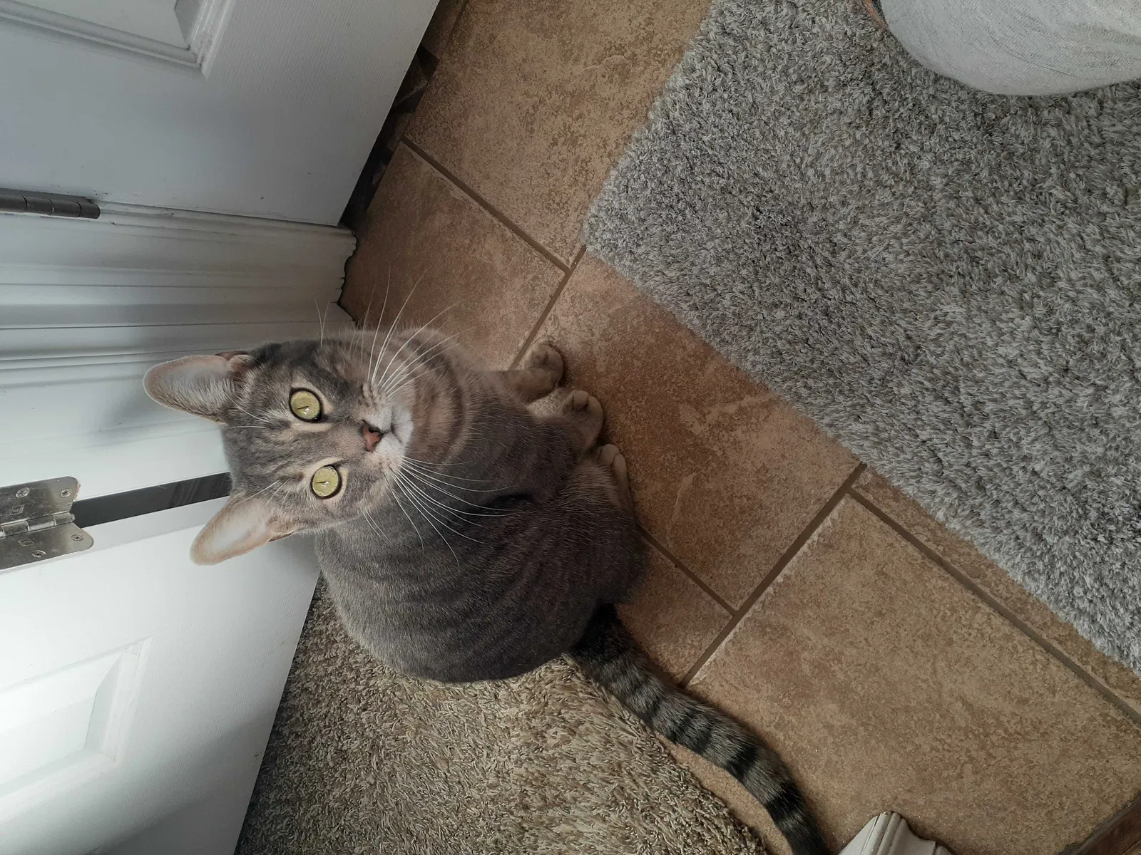 Lost cat in Cache, OK, 73527