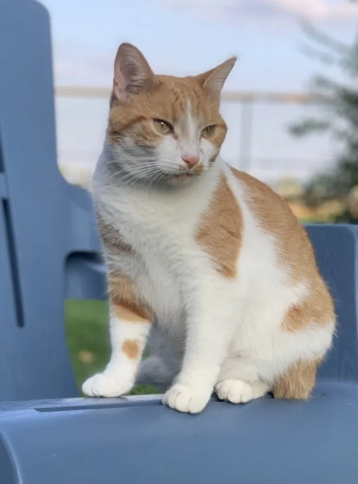 Lost cat in Lima, OH, 45805