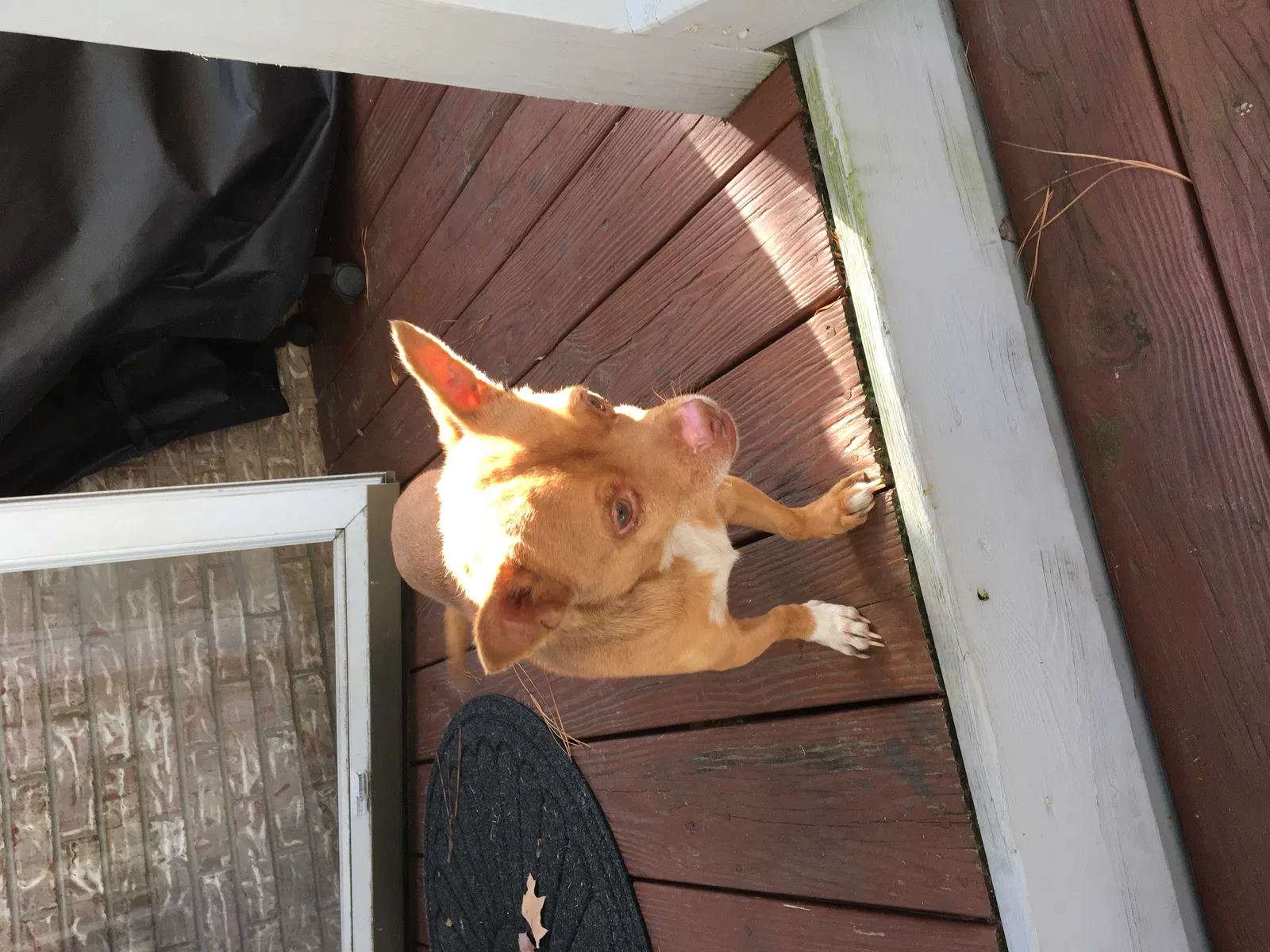 Found dog in Northport, AL, 35473