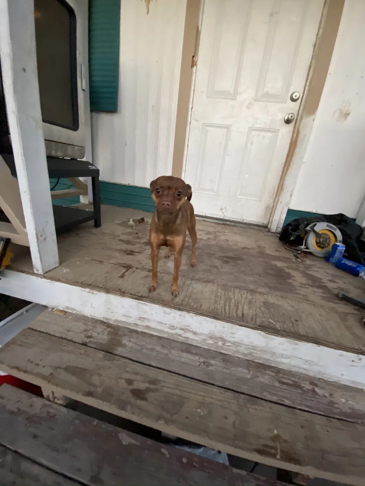 Lost dog in Fruita, CO, 81521